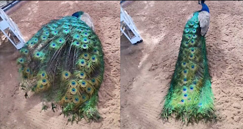 Peacock Tremendously Showing Off