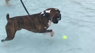Pup at pool party only interested in tennis ball