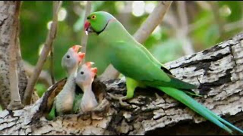 A Parrot Feeding It's Two Little Babies | Baby Parrots | Parrot