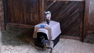 Baby Goats Have A Pajama Party