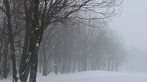 4 Horas Tempestade de Neve❄ | Vento forte - Som de chuva de Neve com Vento - Inverno - Para dormir