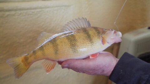 Giant Perch at Devils Lake, North Dakota