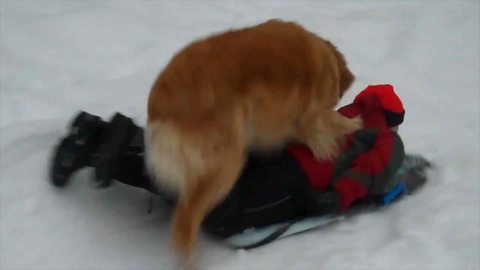 "Boy And Dog Snow-slide"
