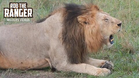 Roaring Lion Joins His Family | Lalashe Maasai Mara Safari