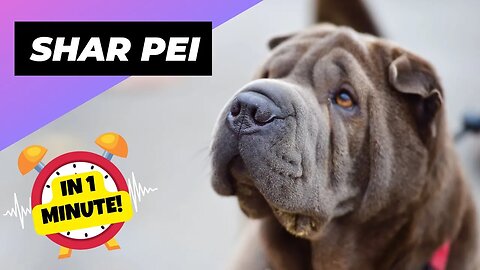 Shar Pei - In 1 Minute! 🤔 The Truth About Their Skin Folds! | 1 Minute Animals