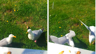 2 Polite Seagulls Patiently Wait To Be Fed Outside Hotel Window!