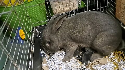 RABBIT KITS DRINKING MILK 8 day old baby rabbit Blue Vienna. Blauwe Wener konijnen konijntjes dagen