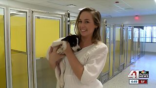 KC Pet Project adoptions increase after move to new facility