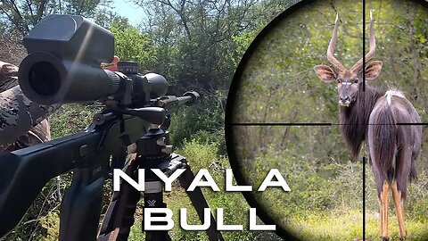Chasing Shadows: Nyala Bull Hunting in the Thickets of South Africa