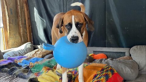 Jolly ball inside- Great Dane brought his favorite toy in the house
