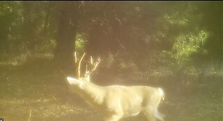 Game Cameras Winter 2019 Shasta County CA