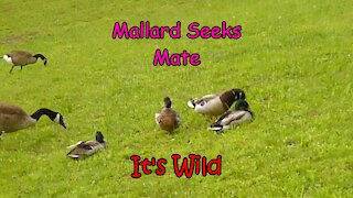 Mallard Seeks Mate – It’s Wild