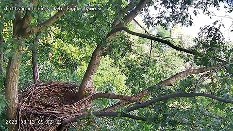 Hays Eagles A fox squirrel comes to visit the nest! 08-13-2023 8:58
