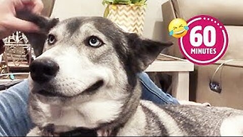 FUNNY Husky Moans for Scratches 😂 | BEST Cat & Dog Videos 2024