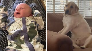 Labrador Has Hilarious Reaction To Crying Baby
