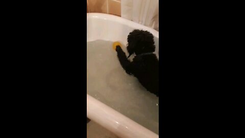 Water dog dribbling