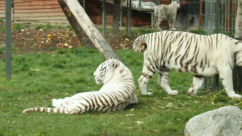 White Tiger Video/Tiger Eating video/White Tiger Video Collection/The White Tiger/The Big Cat/4K HD
