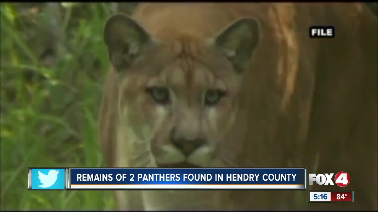 Two more panther deaths confirmed in Southwest Florida