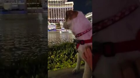 Ares watches Bellagio fountain dance Pink Panthers