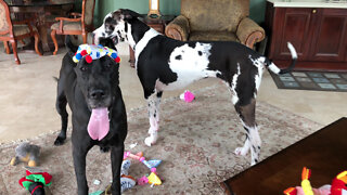 Playful Great Danes Enjoy Bitey Face Birthday Fun