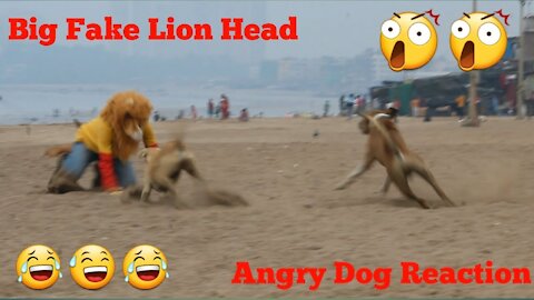 Fake Lion Head Prank Dog Video 2021 || Fake Snake Prank Monkey Dog || Fake Firing Prank