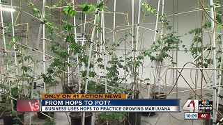 Business plan could move from hops to marijuana