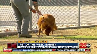Pet of the Week: 9-year-old Chow Chow Mix Barney