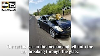 Cactus crashes into car in Tucson