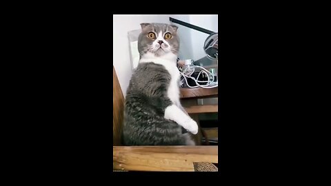 cat vs cat over fighting funny animals videos