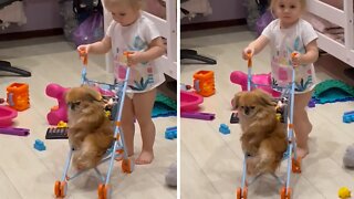 Sweet Little Girl Puts Doggy In Her Baby Stroller
