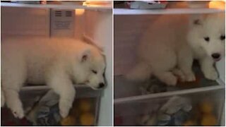 Cane si addormenta in frigorifero, cercando un po' di fresco