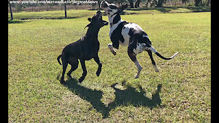Playful Great Danes Love To Leap