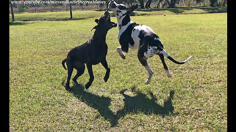 Playful Great Danes Love To Leap