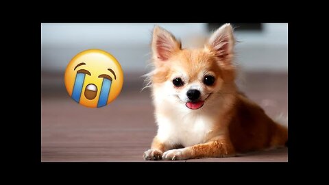Funniest dogs! Cutest Cats! funny cats and dogs!