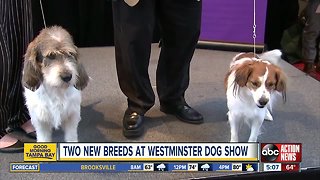 Two new breeds debuting at 143rd Westminster dog show