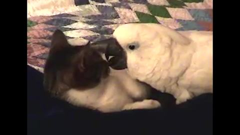 "Cat and Parrot Love Story"