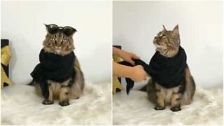 Meet Yves, the fashionista cat