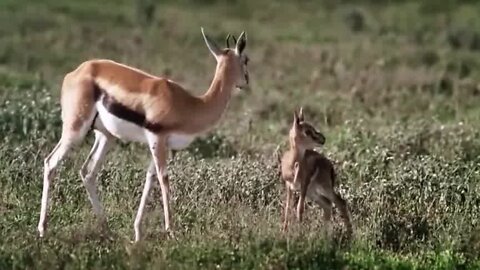 The whole process of the duiker being culled by jackals and wild dogs