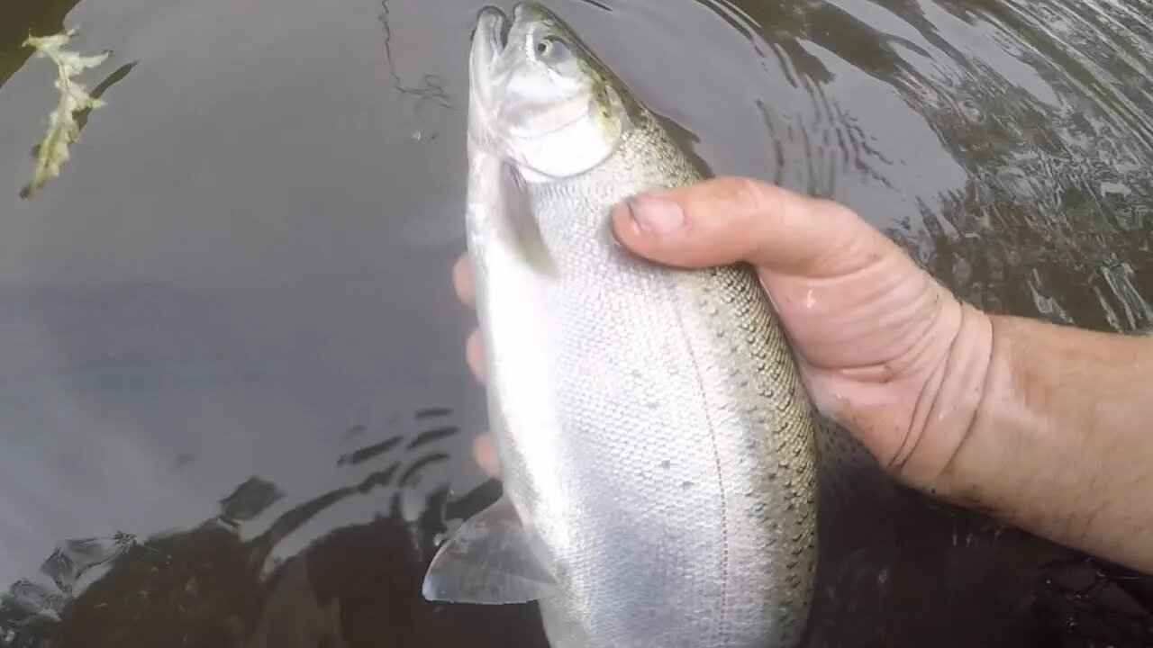 Salmon Fishing Videos