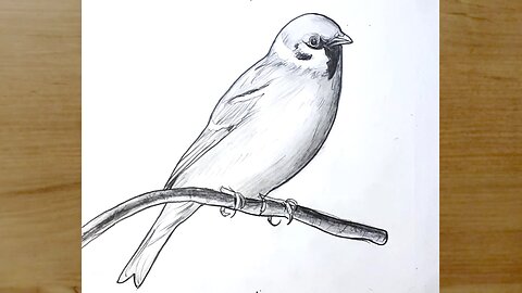 How to Draw a Bird | How to Draw a Sparrow Easy with Pencil | How to Draw a Bird