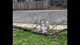 Man disregards own safety to prune a tree