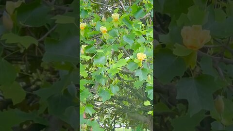 Spring is here for sure. Check out the ￼tulip poplar trees. they are singing my song!!! ❤️