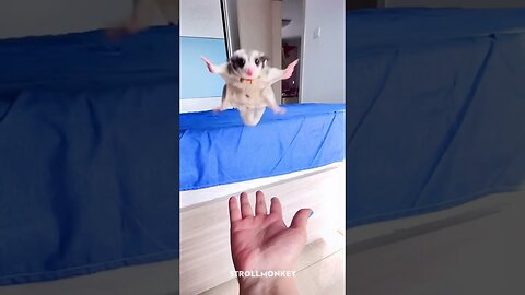 Adorable Flying Squirrel Makes a Perfect Landing in Hand