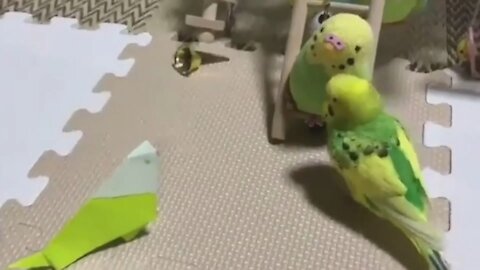 Compilation of funny birds and parrots # 6 🦜