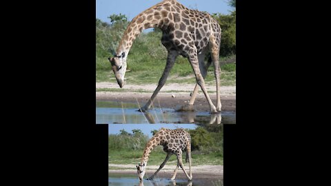 How does the Giraffe drink water???