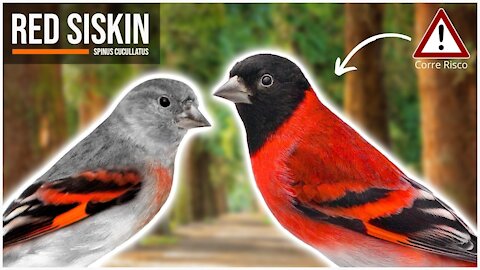 Red Siskin [Spinus Cucullatus]