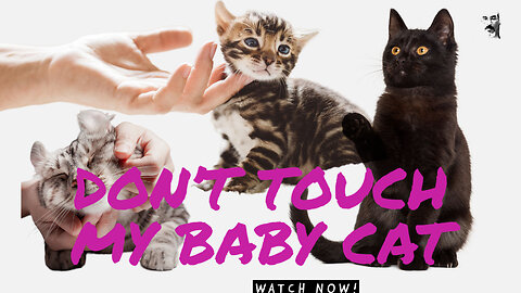 DON'T TOUCH MY BABY CAT