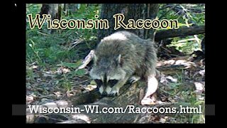 Raccoon Walking on Log Day Time Trail Camera VIDEO - Landman Realty LLC