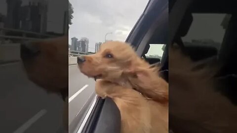 Dog Enjoying Hanging Head out of Car Window #funnydogvideos #dogincar #dogsshorts