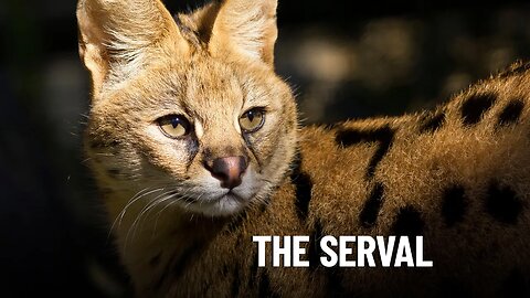 The Secret World of African Serval Cats: A Look Inside Their Mysterious Lives!